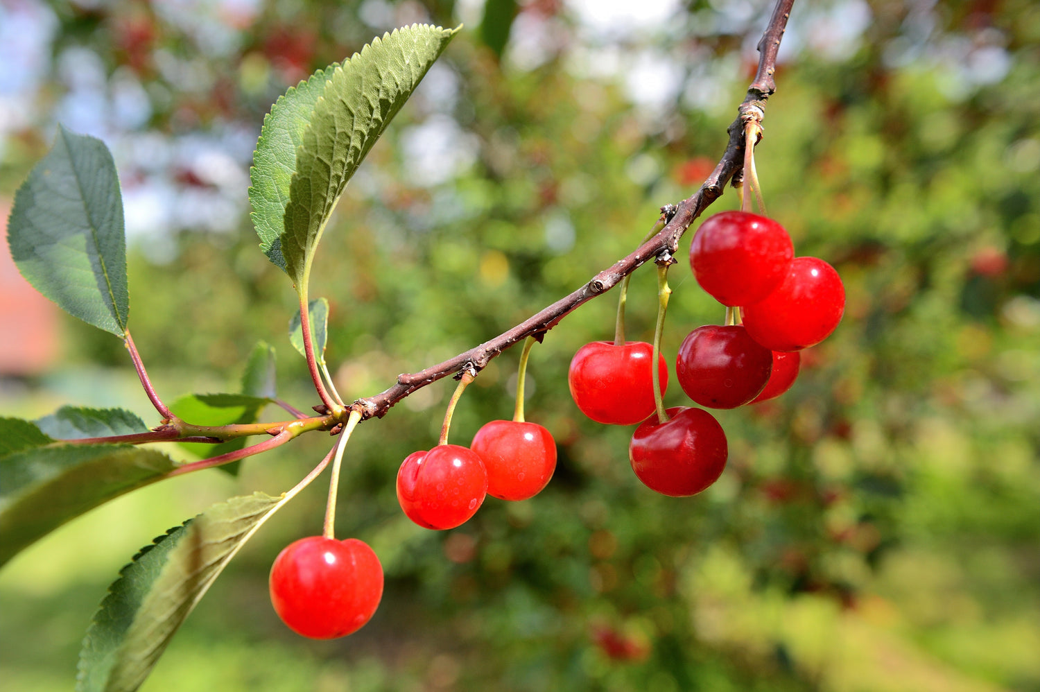 La cerise de Montmorency