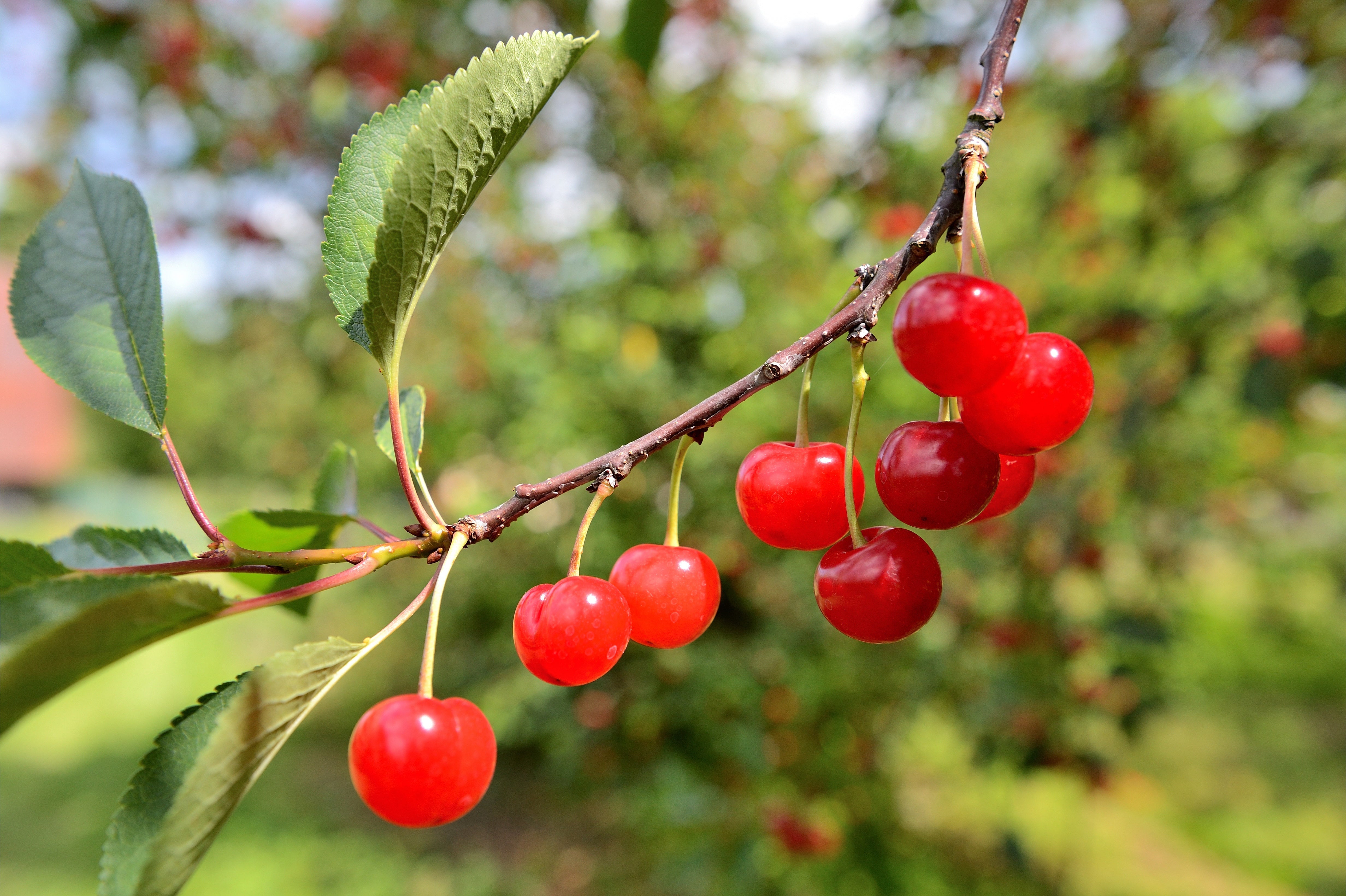 La cerise de Montmorency