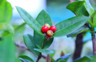 L’acérola : un fruit qui renferme de nombreux éléments nutritifs