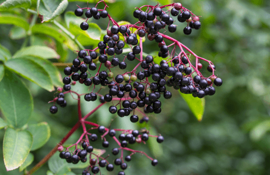 Bénéfices du sureau