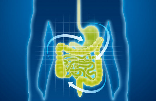 Confort intestinal : troubles et symptômes